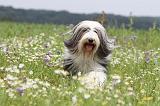 BEARDED COLLIE 067